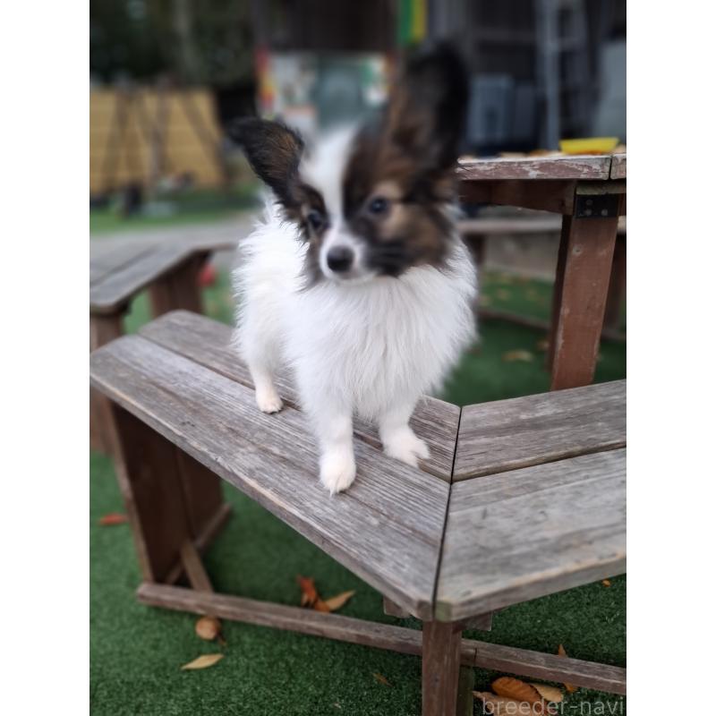 成約済の愛媛県のパピヨン-412150の18枚目