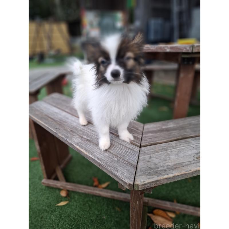 成約済の愛媛県のパピヨン-412150の17枚目