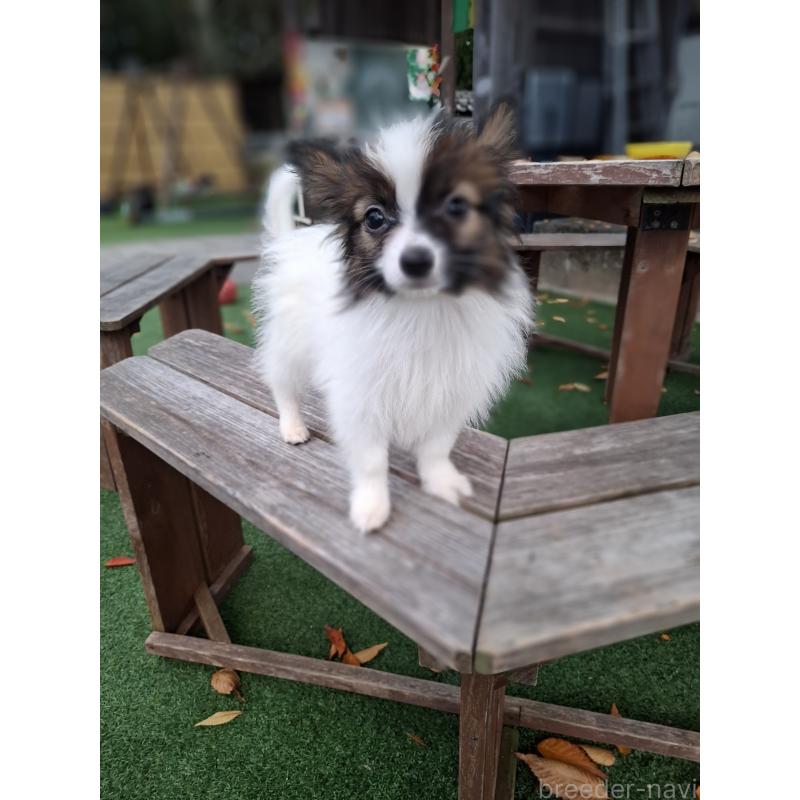 成約済の愛媛県のパピヨン-412150の16枚目