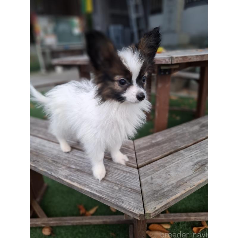 成約済の愛媛県のパピヨン-412150の15枚目