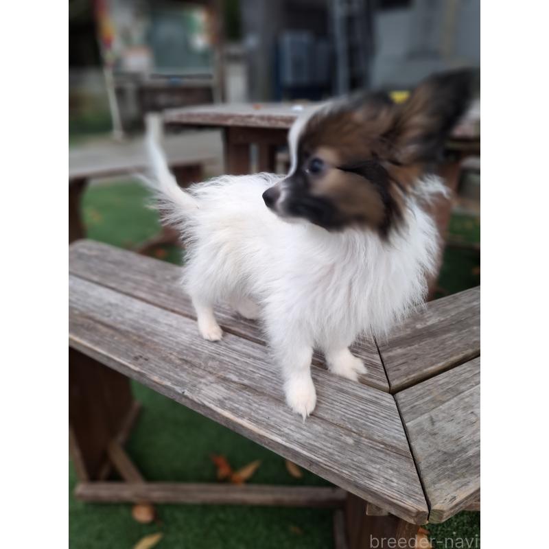 成約済の愛媛県のパピヨン-412150の14枚目