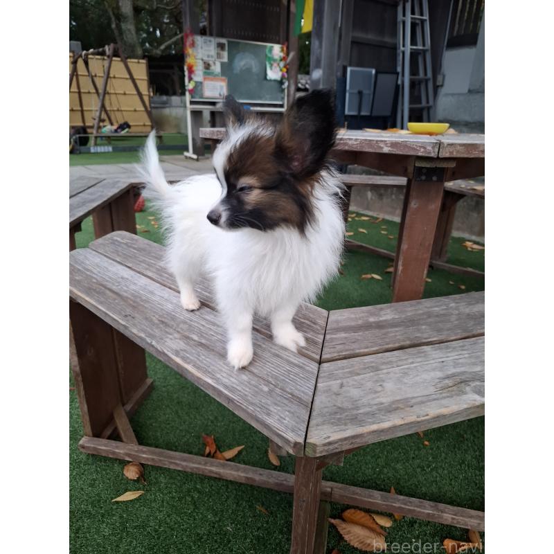 成約済の愛媛県のパピヨン-412150の13枚目