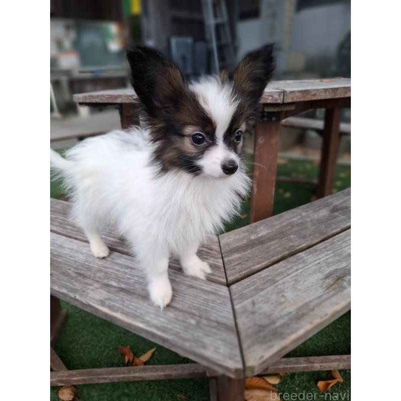 成約済の愛媛県のパピヨン-412150の12枚目