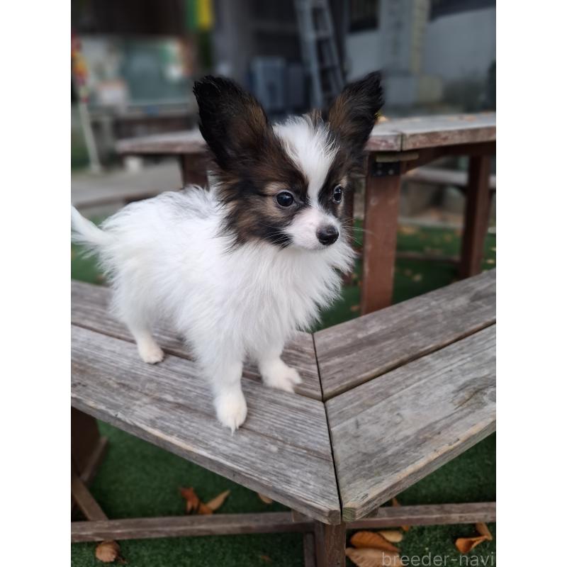 成約済の愛媛県のパピヨン-412150の11枚目