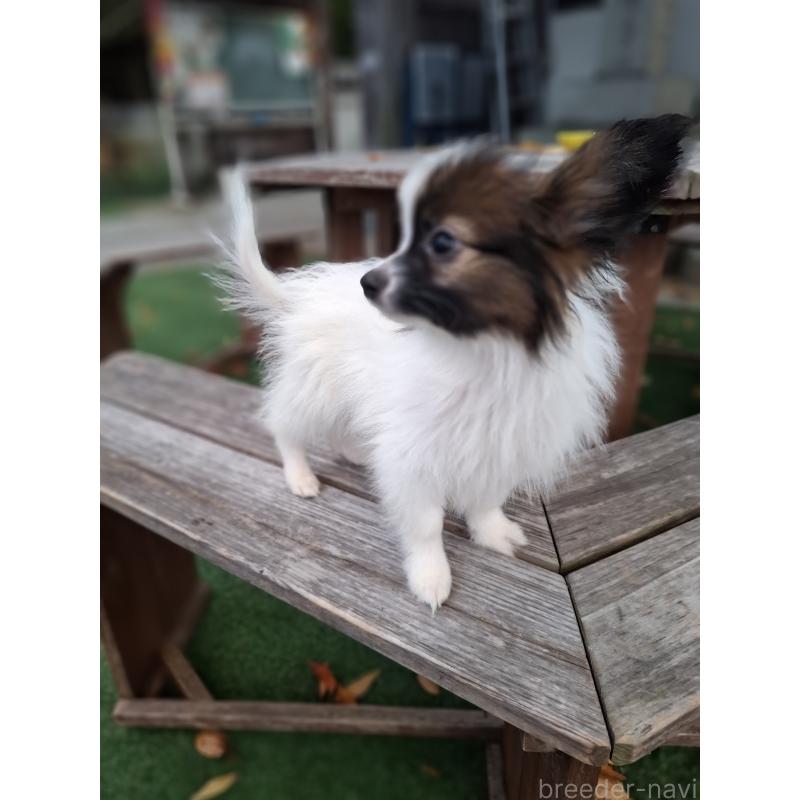 成約済の愛媛県のパピヨン-412150の10枚目