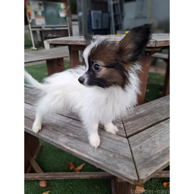 成約済の愛媛県のパピヨン-412150の9枚目