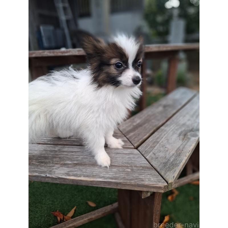 成約済の愛媛県のパピヨン-412150の8枚目