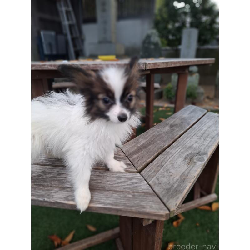 成約済の愛媛県のパピヨン-412150の7枚目