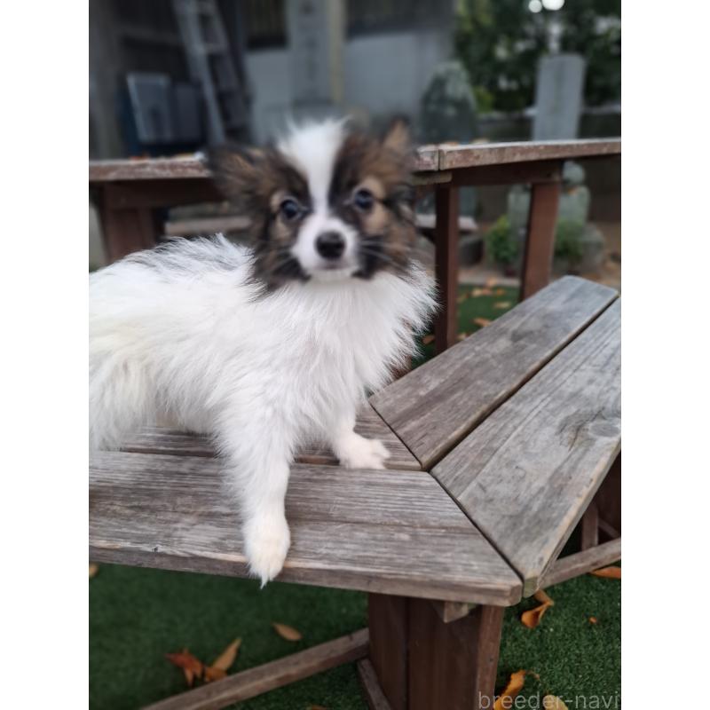 成約済の愛媛県のパピヨン-412150の6枚目