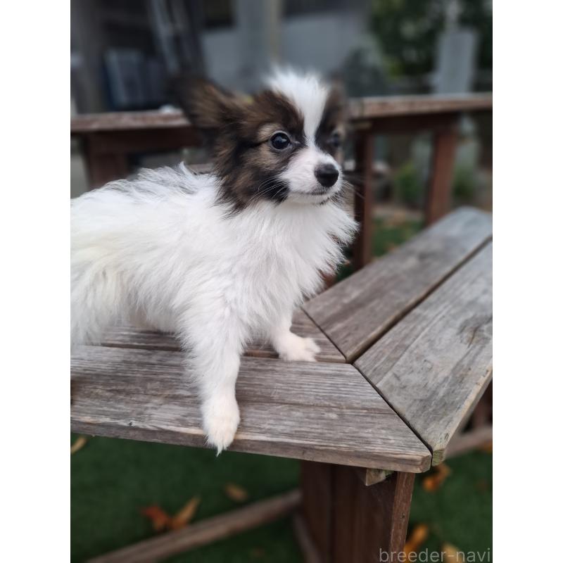 成約済の愛媛県のパピヨン-412150の5枚目