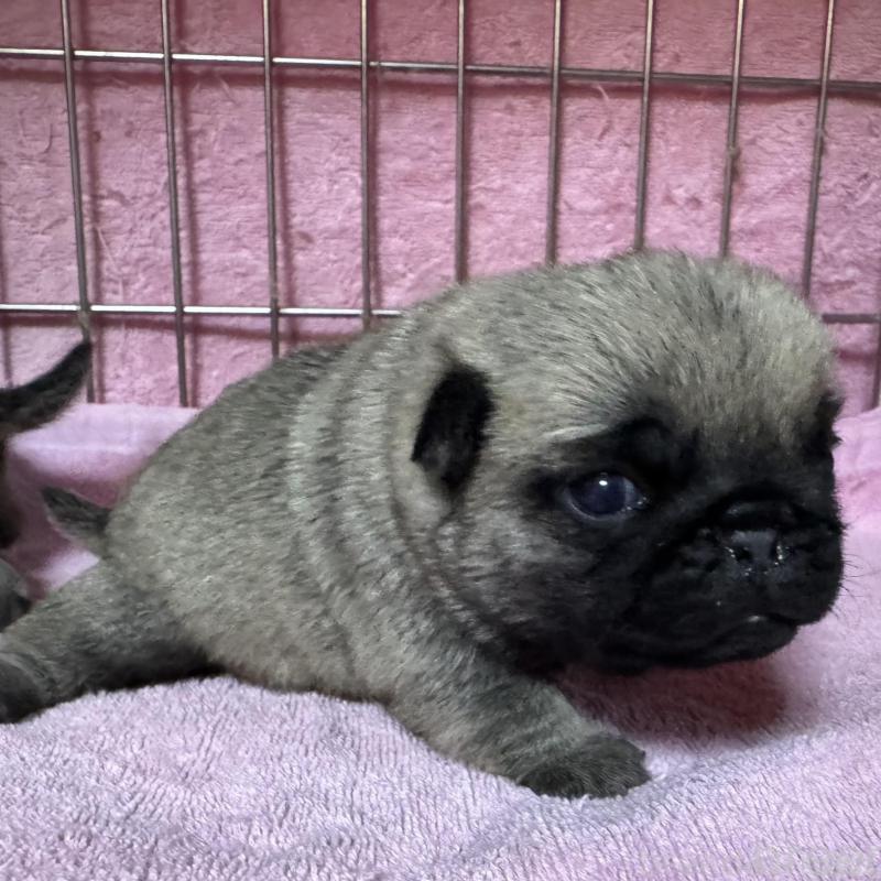 販売中の福岡県のパグ-428969