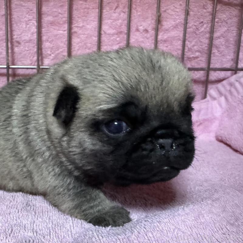 販売中の福岡県のパグ-428969の3枚目