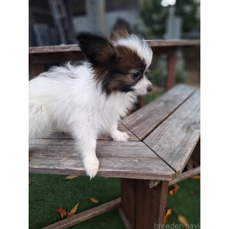 成約済の愛媛県のパピヨン-412150の3枚目