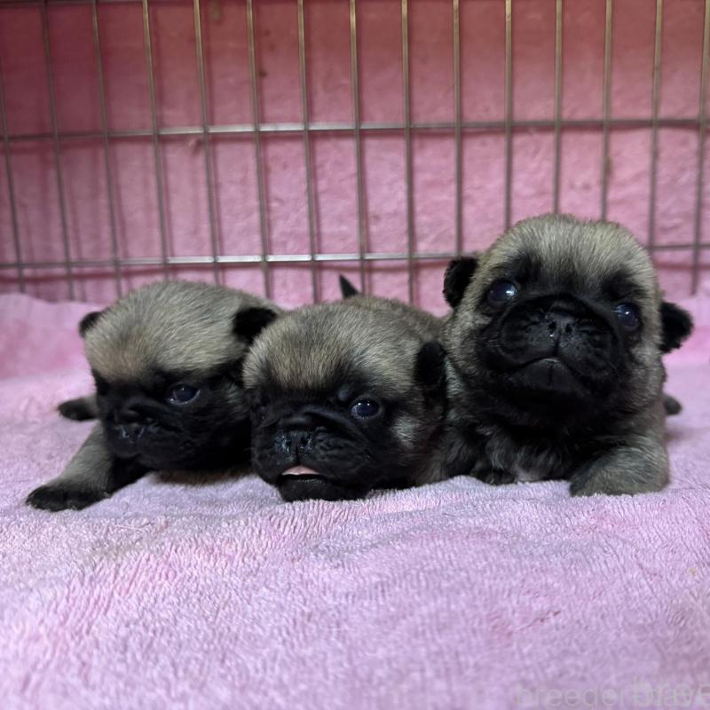 販売中の福岡県のパグ-428969の2枚目