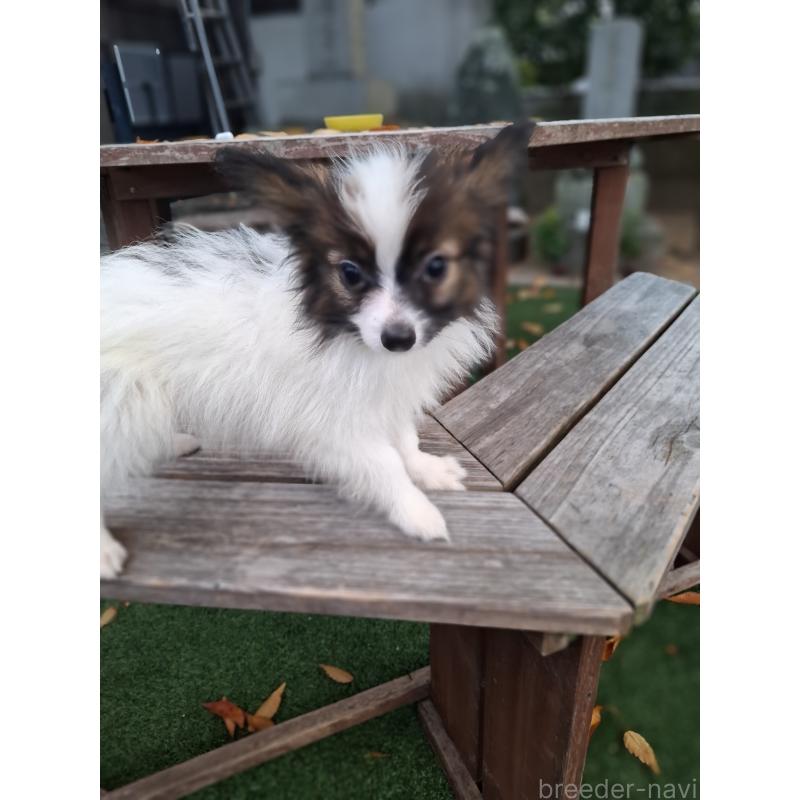 成約済の愛媛県のパピヨン-412150の2枚目