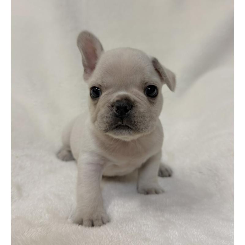 販売中の山口県のフレンチブルドッグ-428970の5枚目