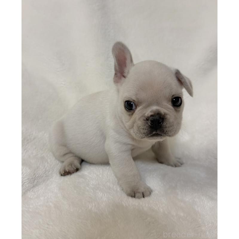 販売中の山口県のフレンチブルドッグ-428970の4枚目