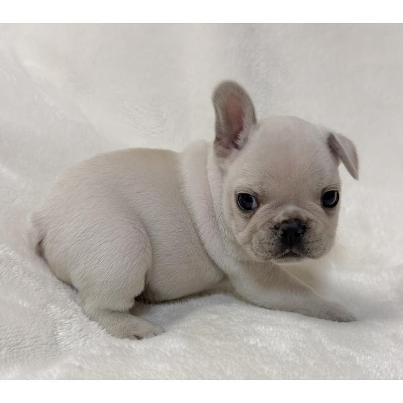 販売中の山口県のフレンチブルドッグ-428970の3枚目