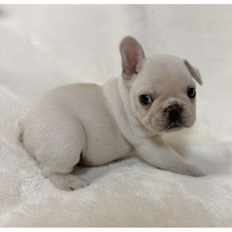 販売中の山口県のフレンチブルドッグ-428970の2枚目