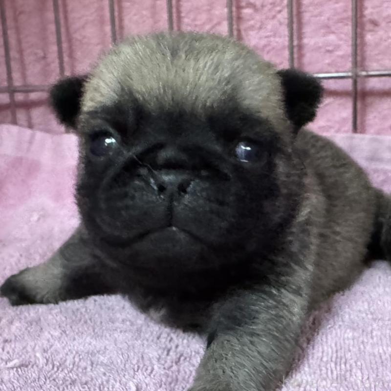 販売中の福岡県のパグ-428975の3枚目