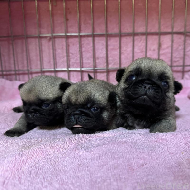 販売中の福岡県のパグ-428975の2枚目