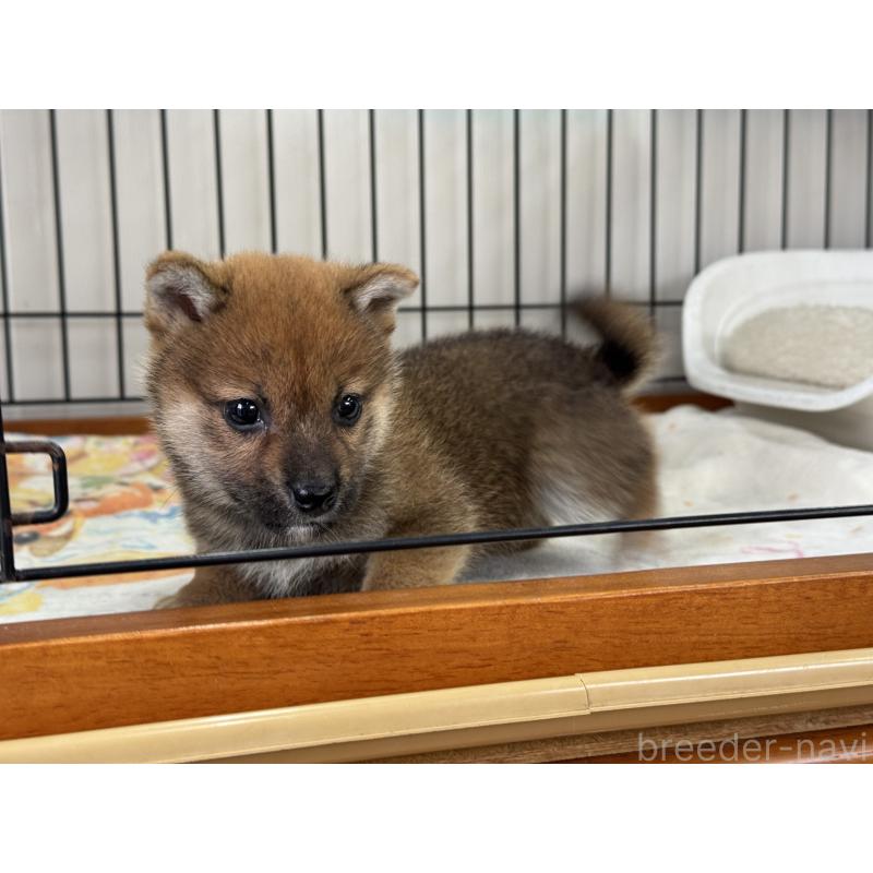 販売中の岡山県の柴犬-428972の2枚目