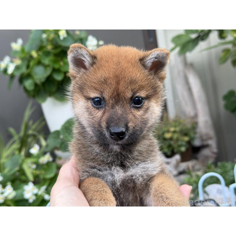 販売中の岡山県の柴犬-428972の1枚目