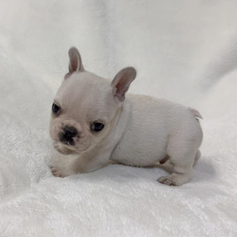 販売中の山口県のフレンチブルドッグ-428973の4枚目