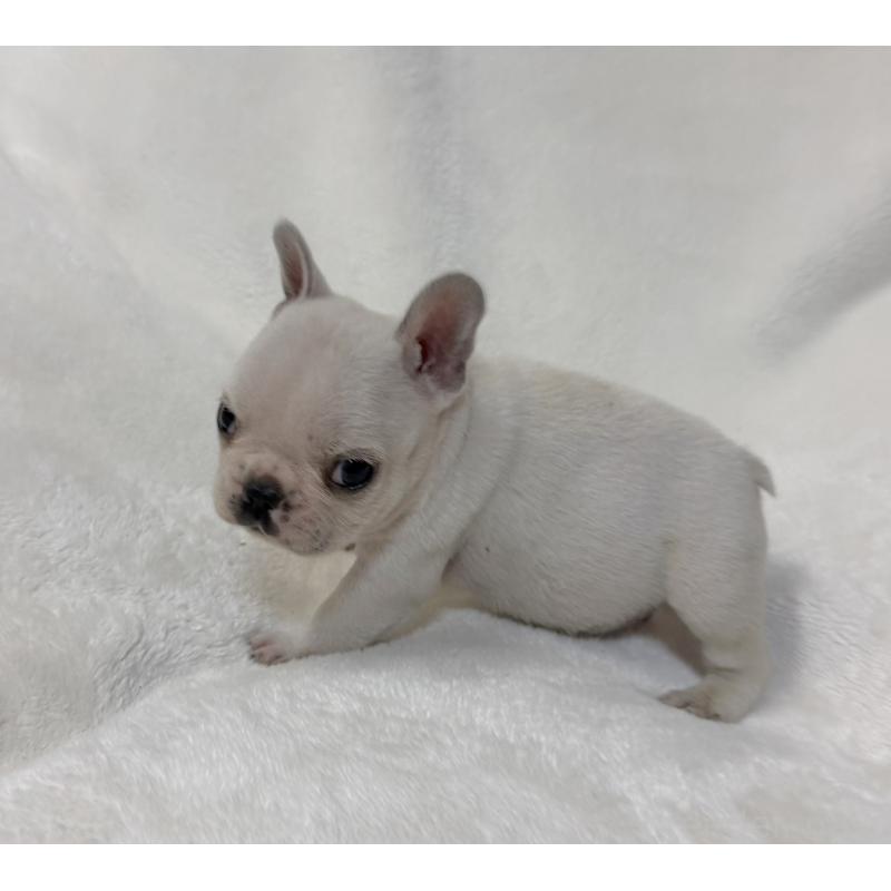 販売中の山口県のフレンチブルドッグ-428973の3枚目