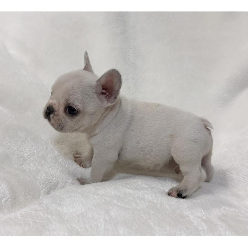 販売中の山口県のフレンチブルドッグ-428973の2枚目