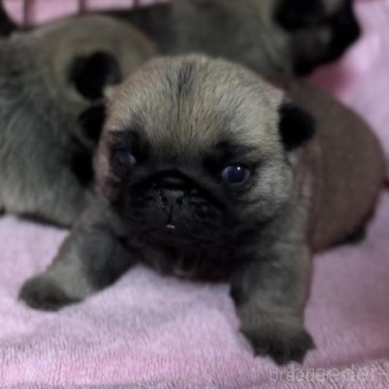 販売中の福岡県のパグ-428976