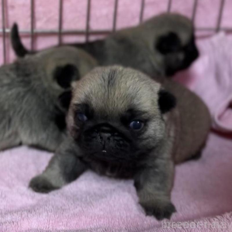 販売中の福岡県のパグ-428976の3枚目