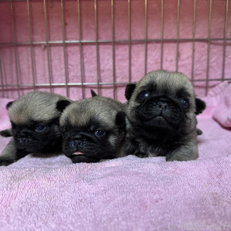 販売中の福岡県のパグ-428976の2枚目