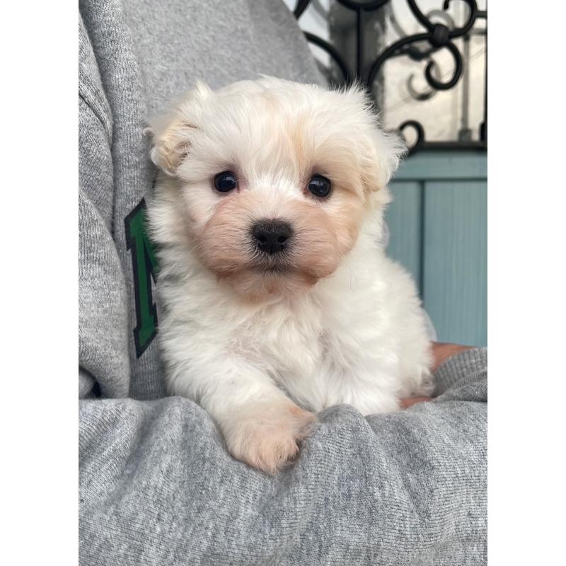 販売中の岡山県のマルプー:マルチーズ×トイプードル-428950の1枚目