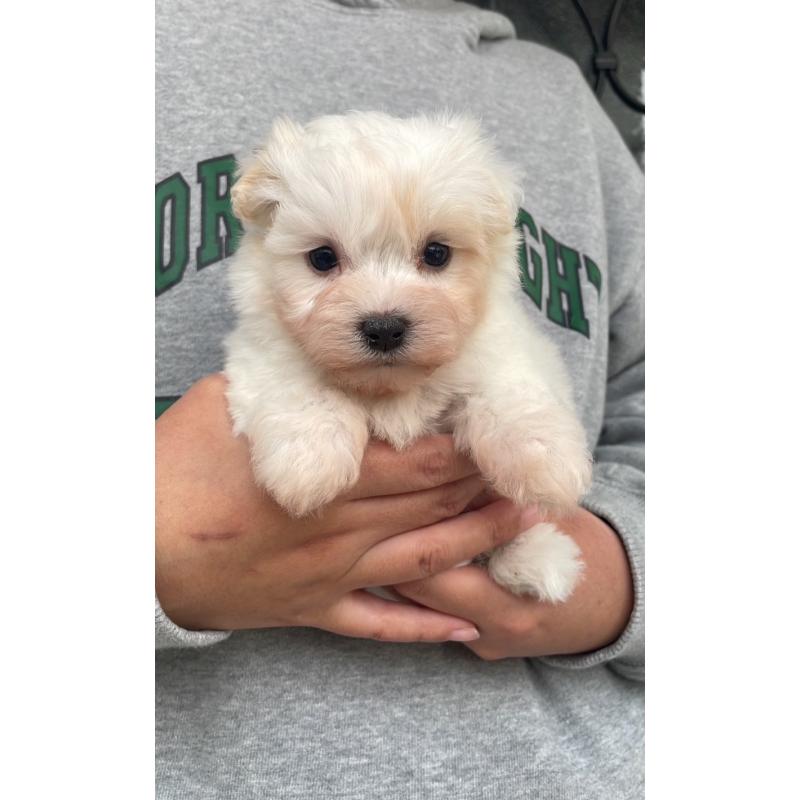 販売中の岡山県のマルプー:マルチーズ×トイプードル-428950の5枚目