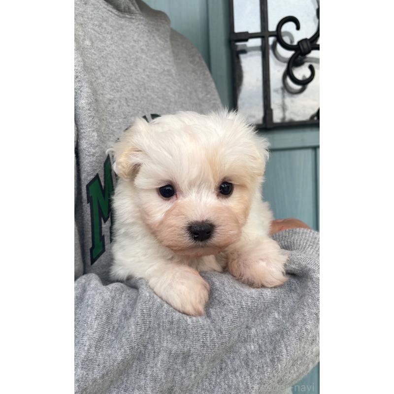 販売中の岡山県のマルプー:マルチーズ×トイプードル-428950の4枚目
