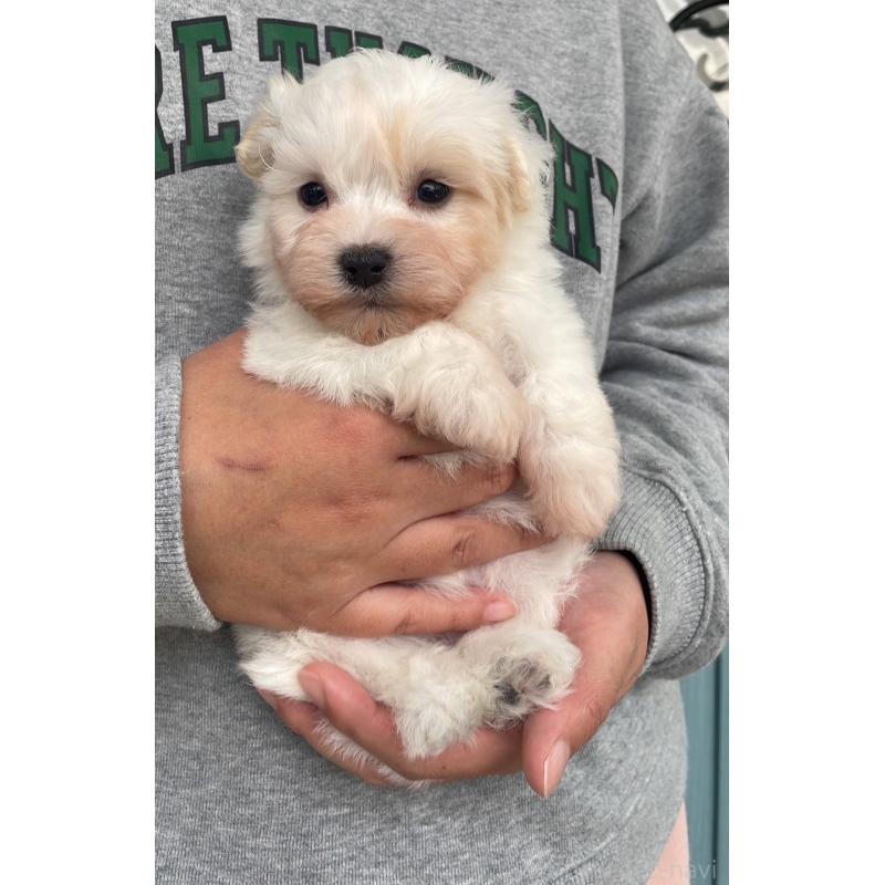 販売中の岡山県のマルプー:マルチーズ×トイプードル-428950の3枚目