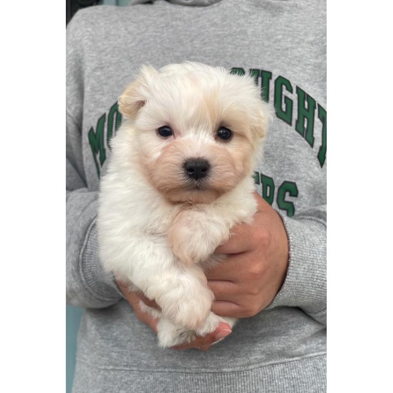 販売中の岡山県のマルプー:マルチーズ×トイプードル-428950の2枚目