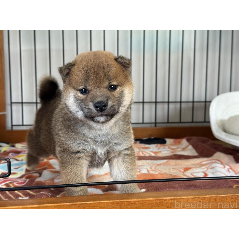 販売中の岡山県の柴犬-428980の5枚目
