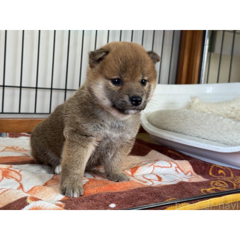 販売中の岡山県の柴犬-428980の4枚目