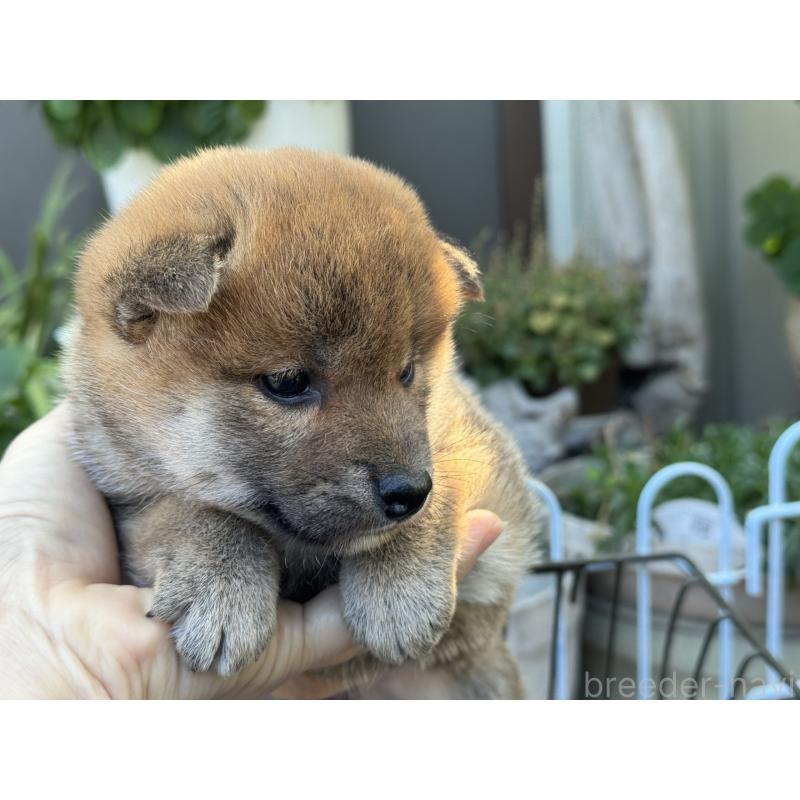 販売中の岡山県の柴犬-428980の2枚目