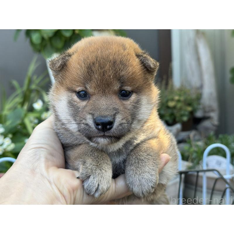 販売中の岡山県の柴犬-428980の1枚目