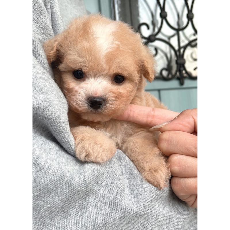 販売中の岡山県のマルプー:マルチーズ×トイプードル-428981