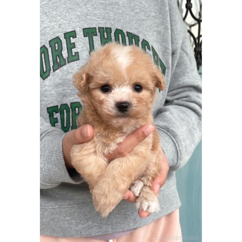 販売中の岡山県のマルプー:マルチーズ×トイプードル-428981の4枚目