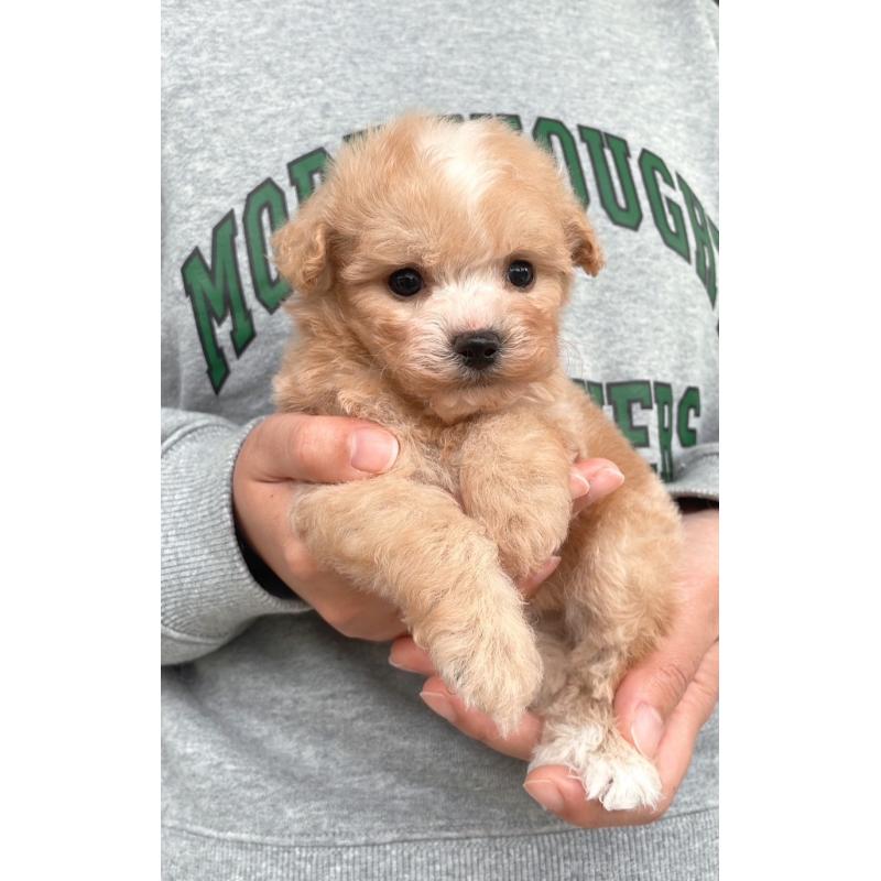 販売中の岡山県のマルプー:マルチーズ×トイプードル-428981の3枚目