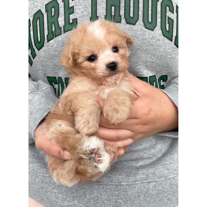 販売中の岡山県のマルプー:マルチーズ×トイプードル-428981の2枚目