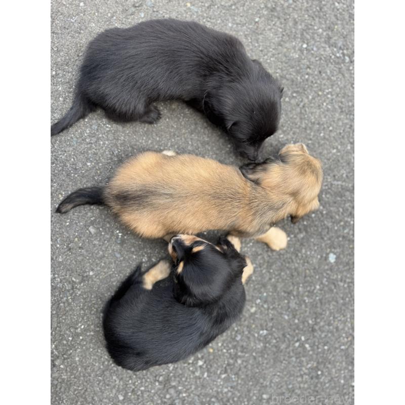 販売中の福岡県のミニチュアダックスフンド(ロングヘアード)-428982の6枚目