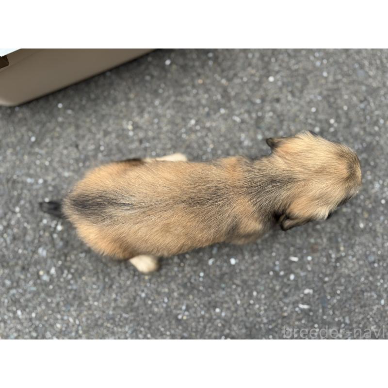 販売中の福岡県のミニチュアダックスフンド(ロングヘアード)-428982の5枚目