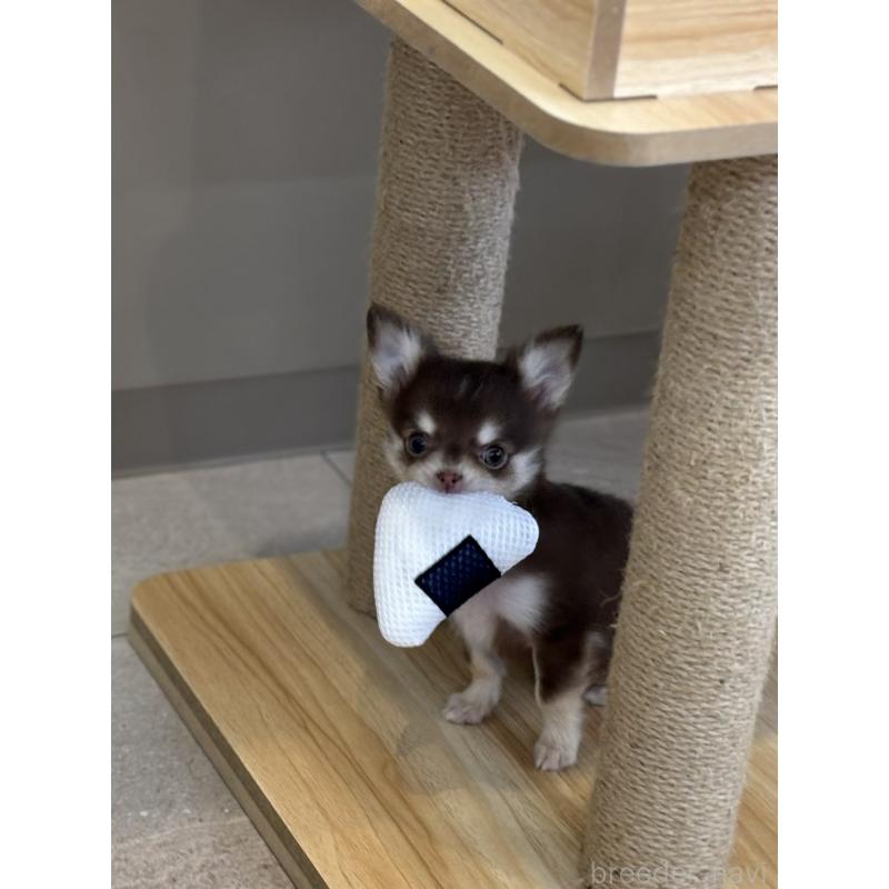 販売中の北海道のチワワ(ロングコート)-428983の2枚目