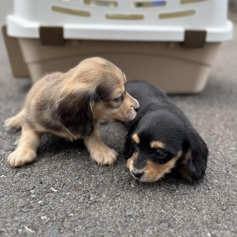 販売中の福岡県のミニチュアダックスフンド(ロングヘアード)-428982の4枚目